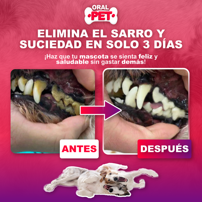 Gato con boca abierta mostrando dientes limpios